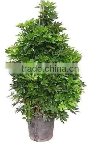 evergreen foliage outdoor landscaping decorative ornamental plants Schefflera octophylla (Lour.) Harms