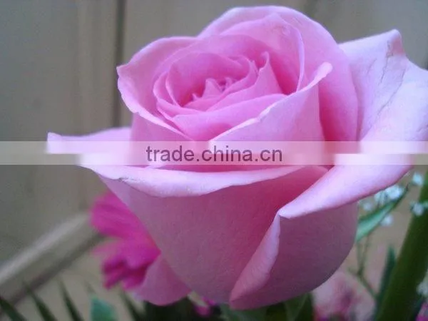 Wholesale high grade fresh cut flowers black rose plants from plants base