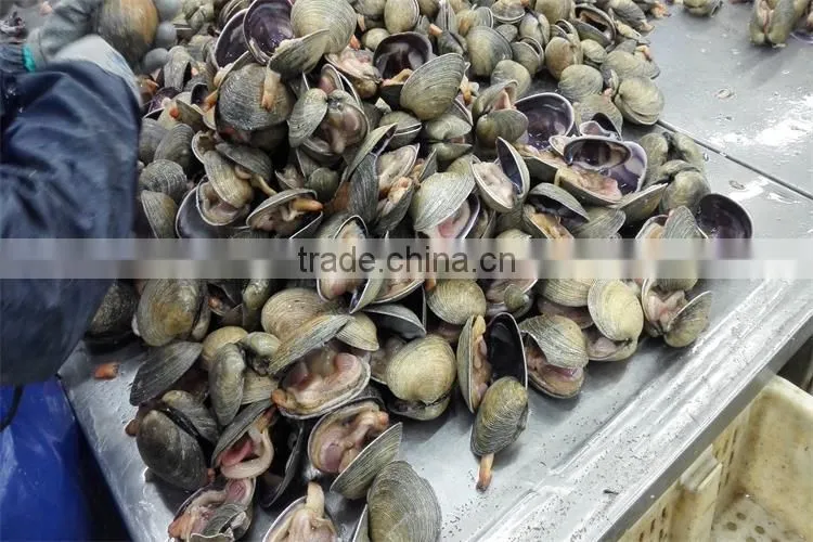 high quality frozen giant size clam with good services