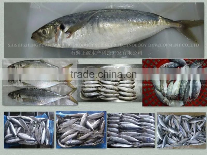 China Frozen Horse Mackerel Fish IQF Horse Mackerel
