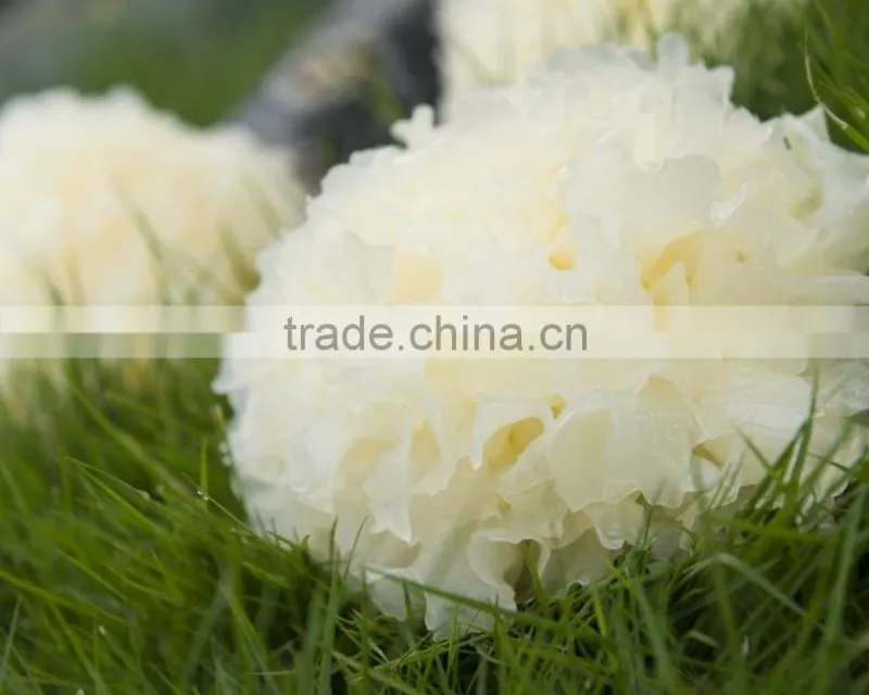 Top Quality Tremella Chinese White Fungus