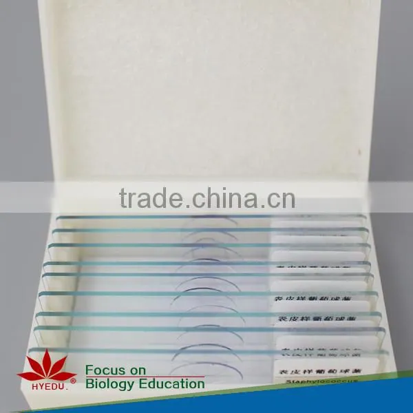 Plant & Anther Meiosis Prepared Slides Individual microscope prepared slide