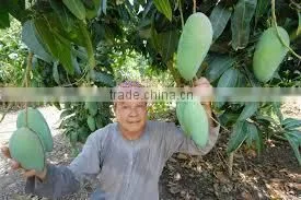 Hoa Loc Mango / Mango Vietnam