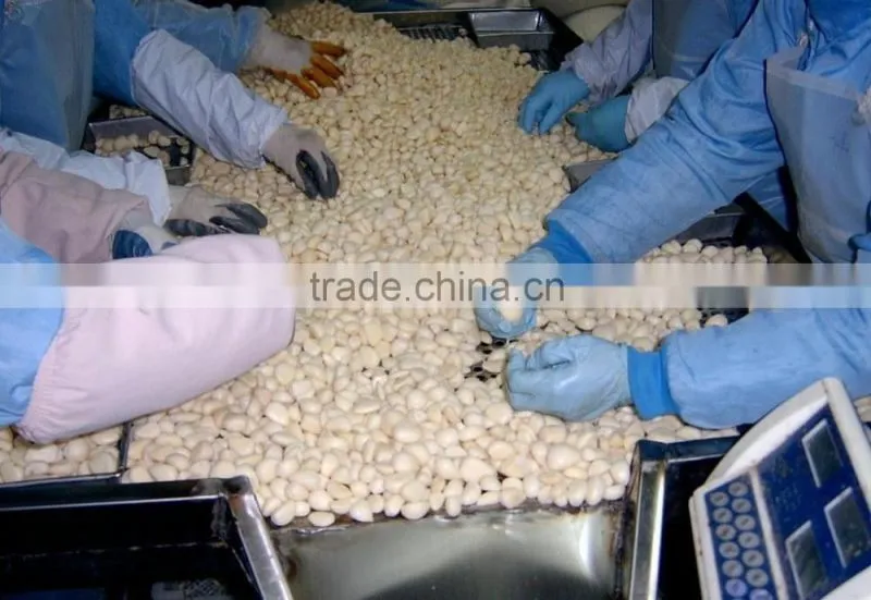 Good Qaulity IQF Peeled Garlic