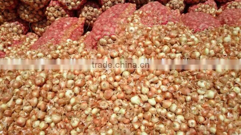 Fresh Onion spring onion