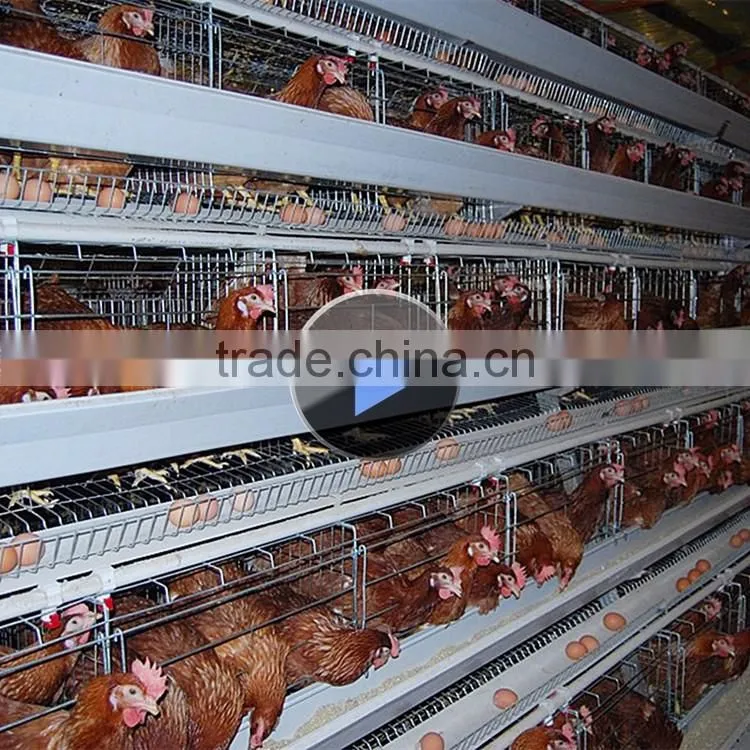 INNAER factory supply all kinds chicken coops for poultry chicken farm