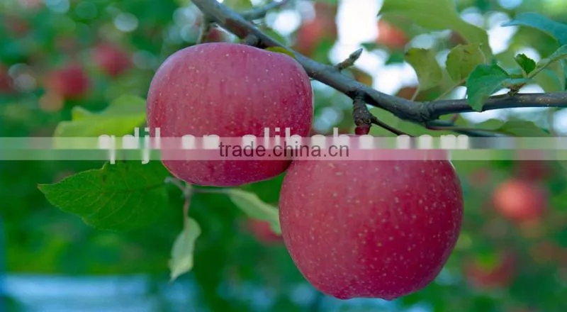 Chitosan organic fungicide and fertilizer