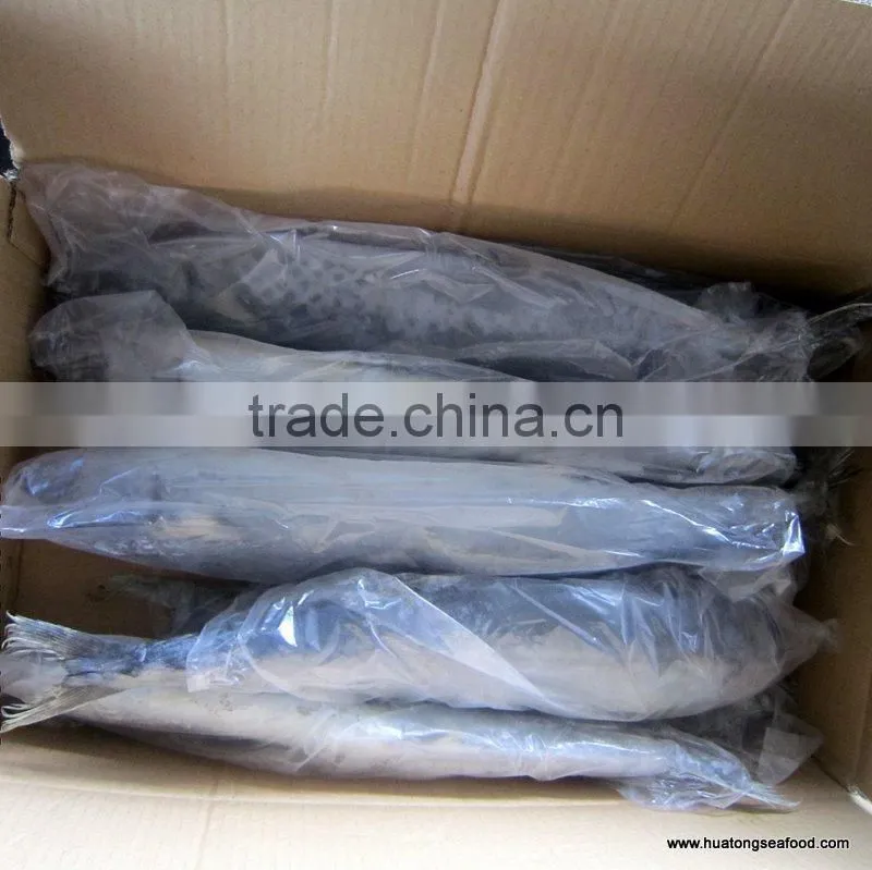 frozen spanish mackerel whole round IQF