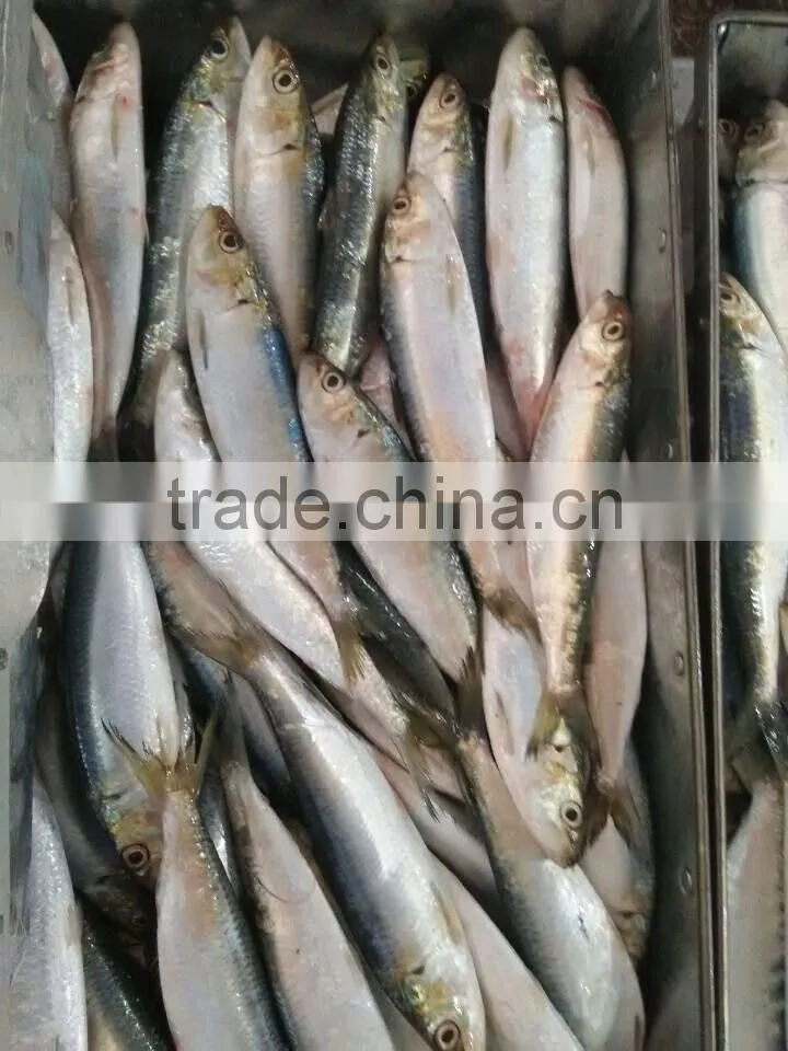 Frozen Sardine Fish