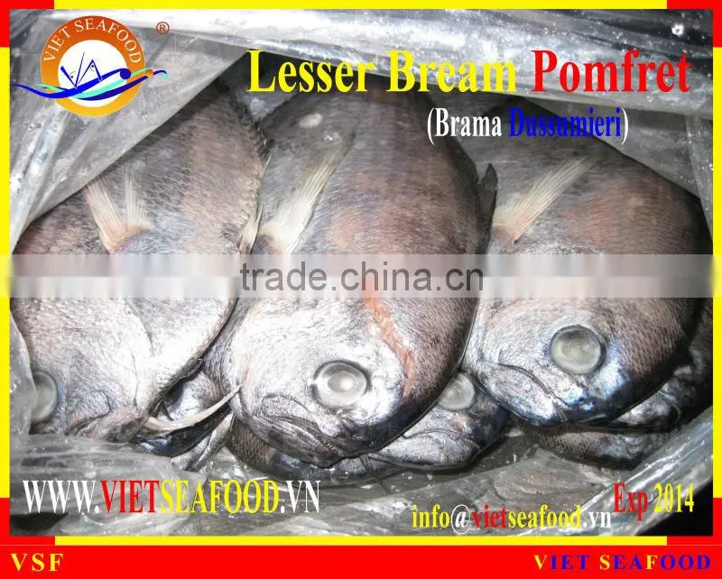 W/R FROZEN LESSER BREAM POMFRET