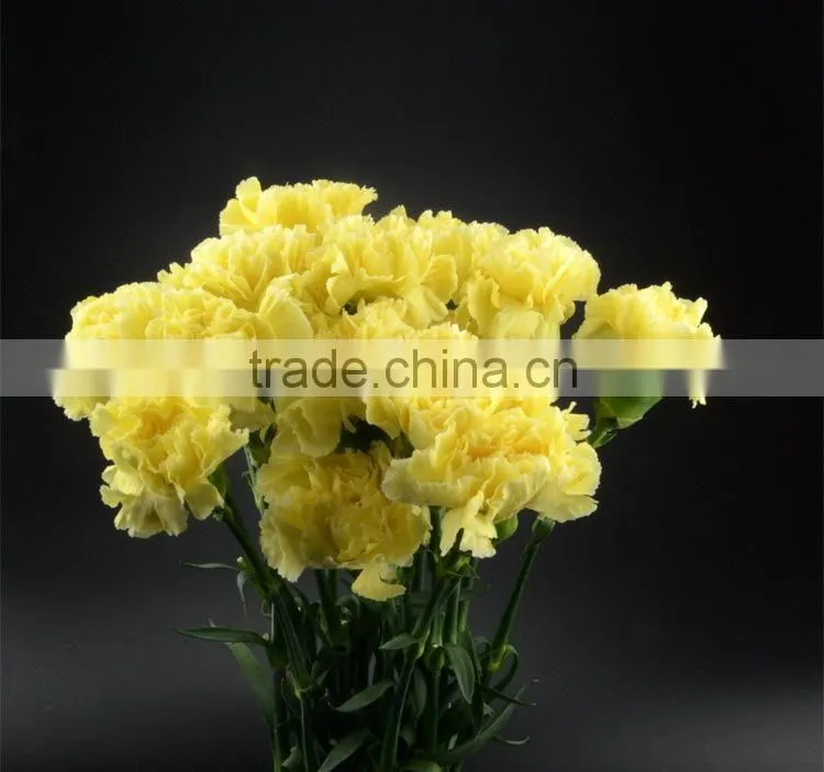 Color Liberty best selling yellow carnation flowers