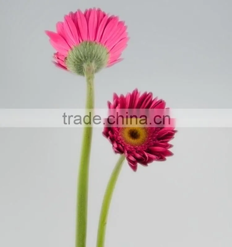 Bottom price Purple Petal fragrant aroma fresh flowers gerberas