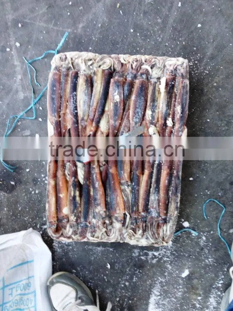 Frozen illex squid as live bait for tuna fishing