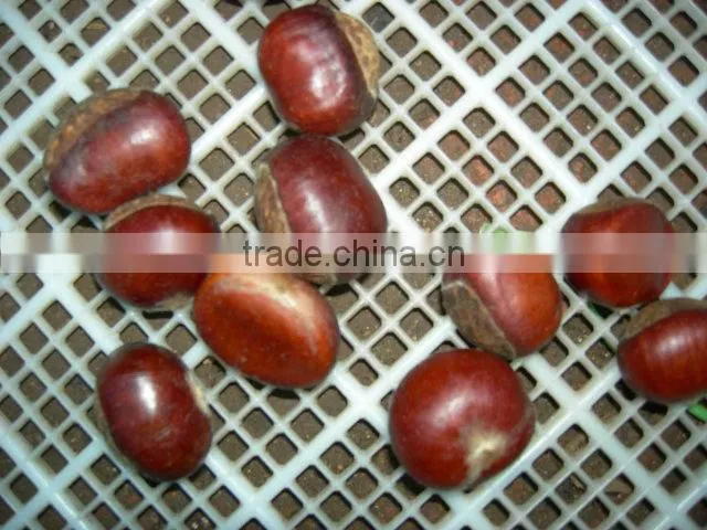raw bulk Fresh Chestnut in shell crop new grade aa