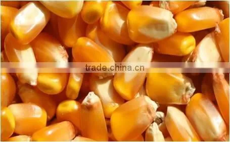 CMJZ-100x10 Intelligent Kneading Type Grain Sterilization and Mildew Removing Machine