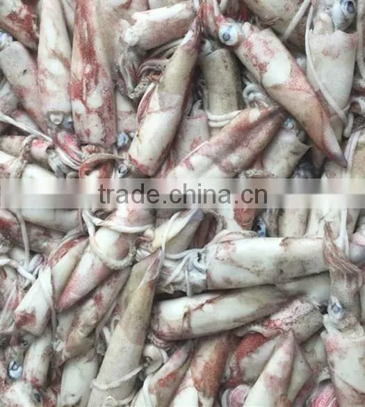 Frozen Chinese Squid Loligo