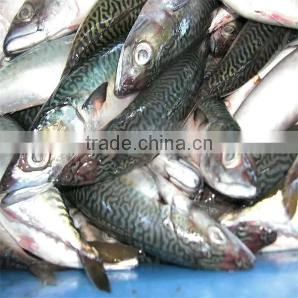 frozen fresh fish