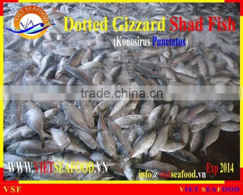 FROZEN W/R DOTTED GIZZARD SHAD FISH