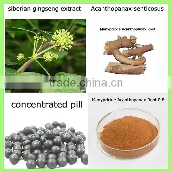 acanthopanax root / elentheroside / siberian ginseng / ci wu jia / HPLC 0.8%,1.0%,1.5%