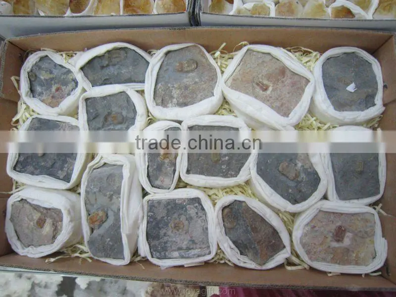 fossil Gemstone Collection