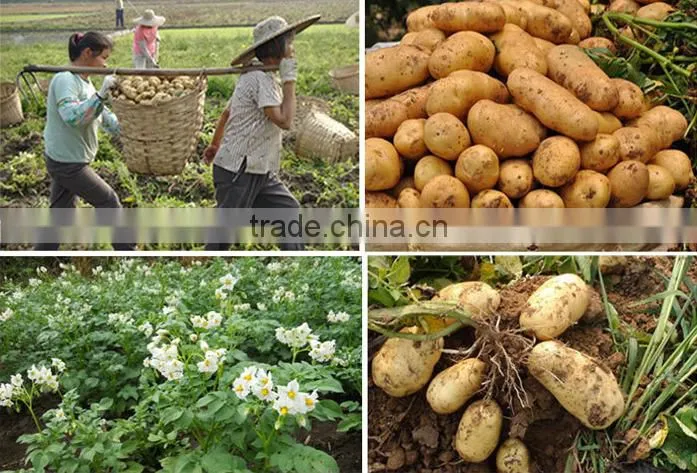 fresh yellow potato from new crop ( china origin)