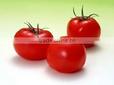 Tomato Paste Canned