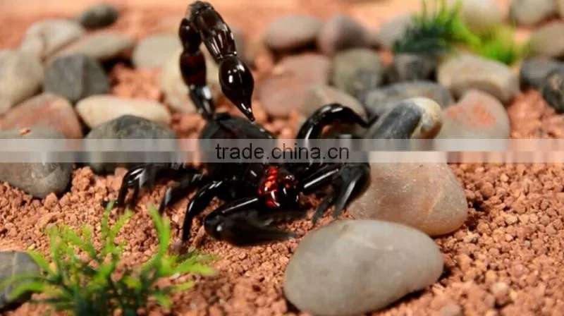 IR Mini Giant scorpion Toys For Kids