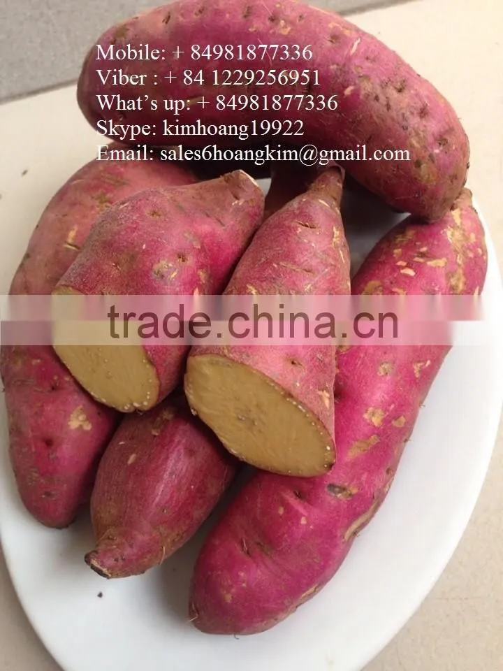 Fresh Sweet Potatoes/ Sweet potato export good prices