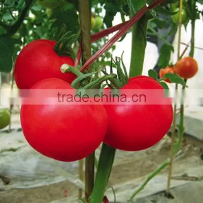 Hybrid F1 Indeterminate growth Cold Resistance Good Firmness Pink Heirloom Tomatoes Seeds For Growing- New Noble