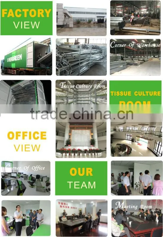 multi span green house from big greenhouse manufacturer in China
