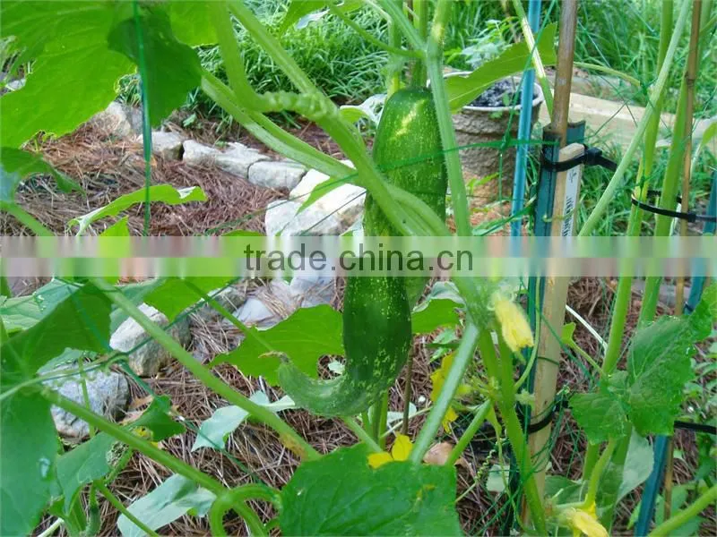 cucumber plants support netting