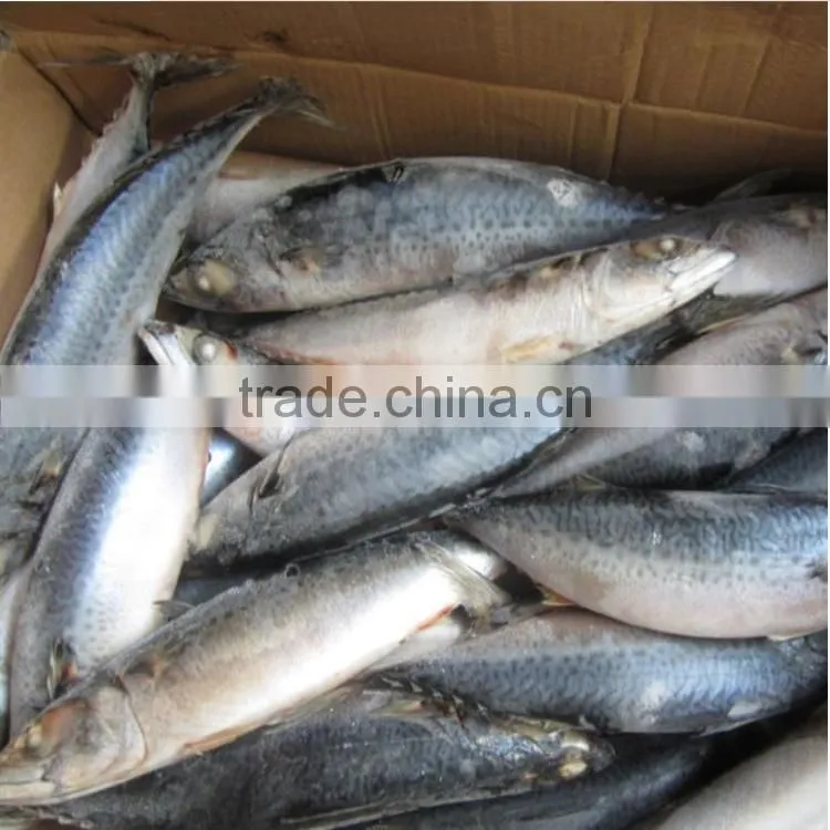Marine Frozen fresh pacific mackerel whole round frozen mackerel