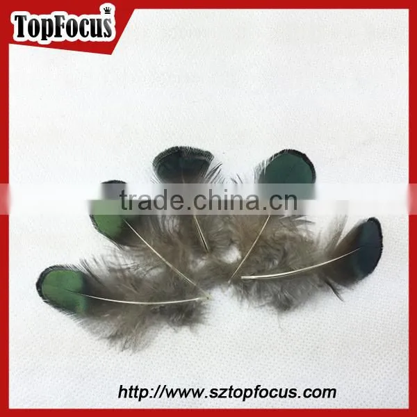 carnival decorate green loose lady amherst pheasant feathers for sale