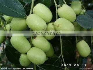 Very popular pitted dates machine