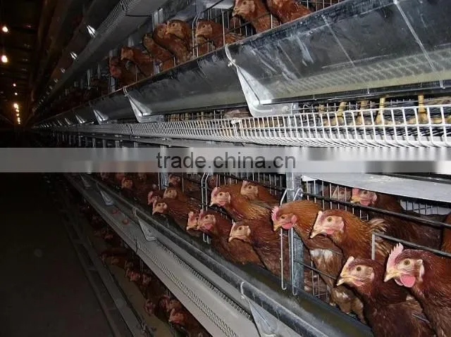 chicken battery cages