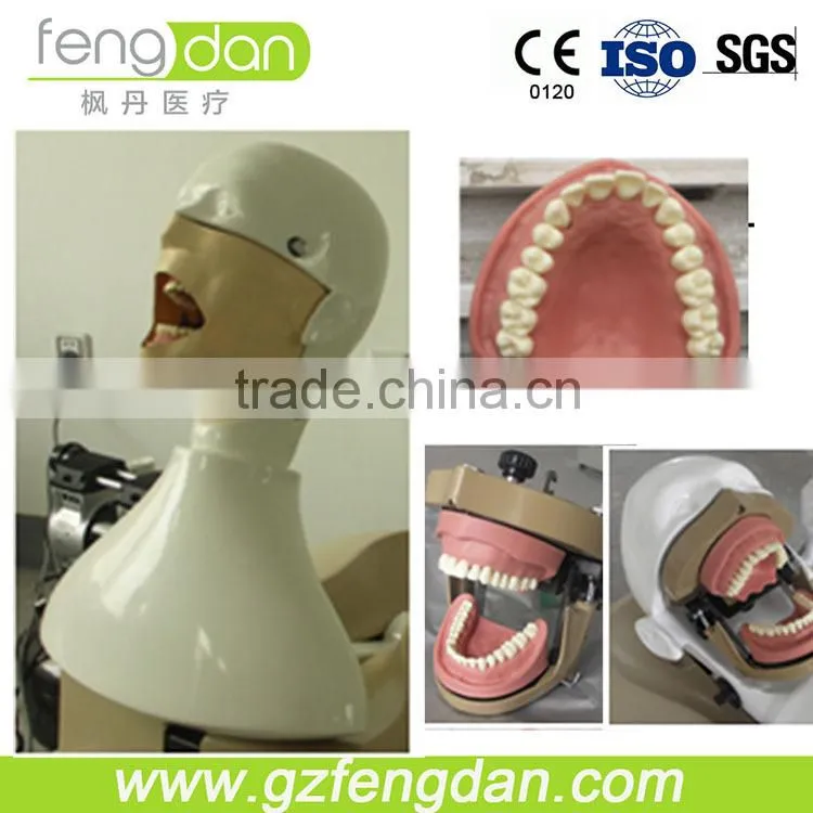 Dental supply high quality a advanced dental manikin