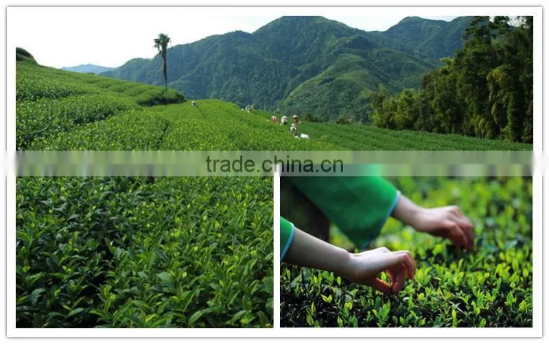 nylon triangle teabag with pu-erh tea powder