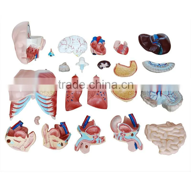 High quality medical supply torso and stand mannequin