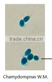 High quality biological botony microscope prepared slide for teaching