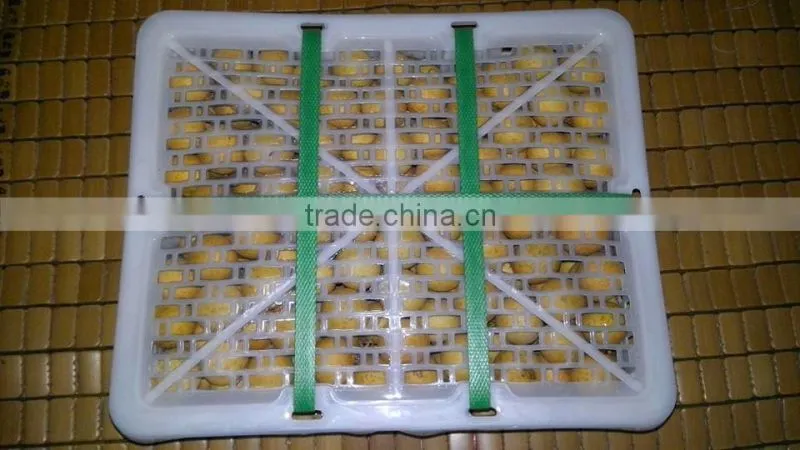 Longan fruit- high quality best price from Vietnam