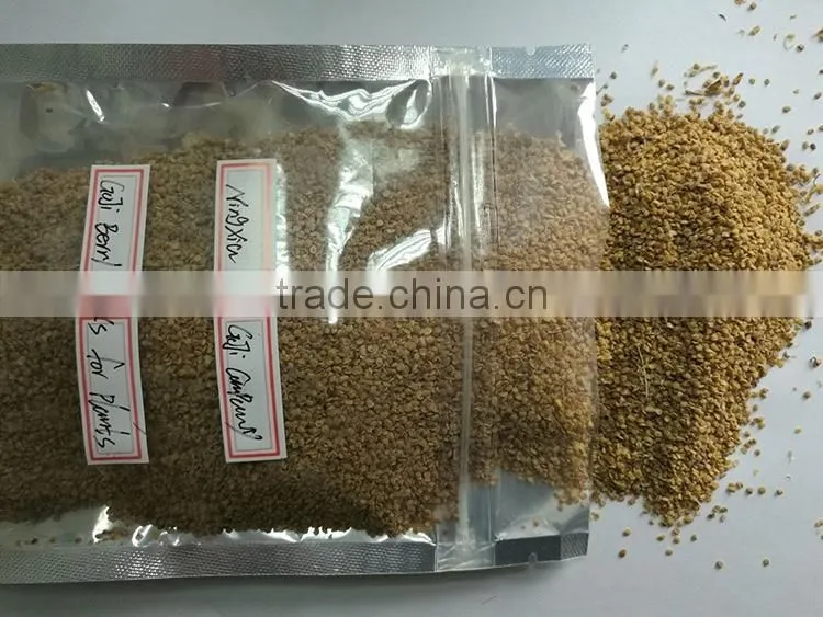 Organic goji berry seeds for planting tree
