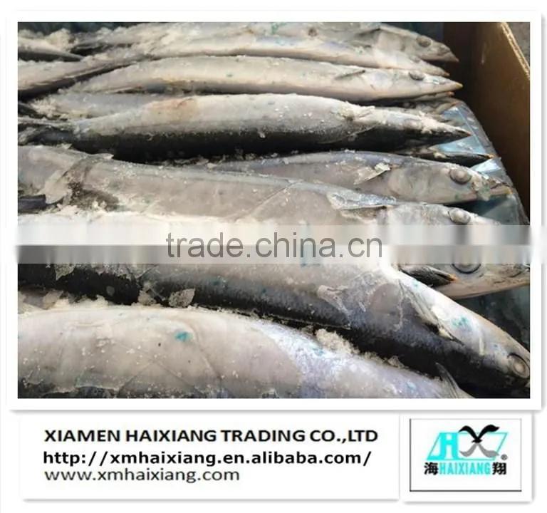 Frozen Silver Sillago fish