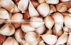 Factory wholesale Garlic Processing machine (video)