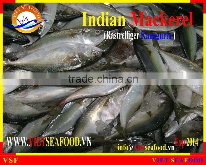 W/R FROZEN INDIAN MACKEREL