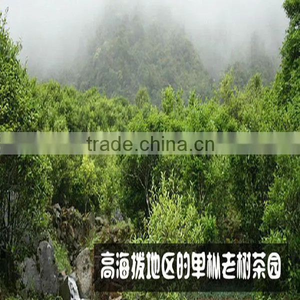Top quality oolong tea. Fenghuangdancong Oolong Tea.