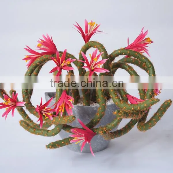 Summer Hanging Tropical Flower Plant