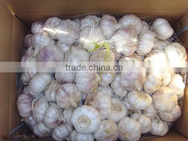 Chinese Garlic