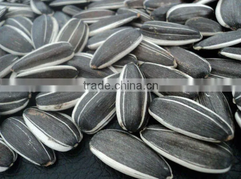 Sunflower Seeds 5135