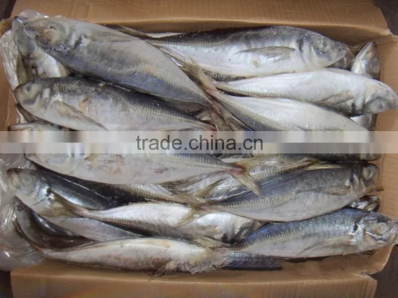 Frozen Mackerel Price Indian Mackerel Pacific Mackerel