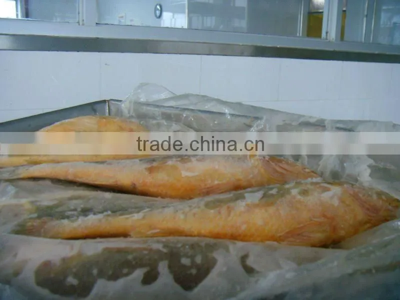 High Quality Of IQF Frozen Yellow Croaker In China